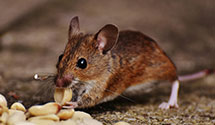 24 Hour & Emergency Exterminators in La Porte, IN